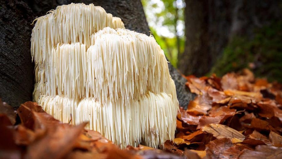 Can Lion's Mane Mushroom help with ADHD?