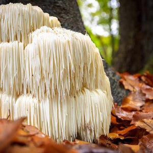 Can Lion's Mane Mushroom help with ADHD?