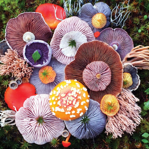 Why Are Medicinal Mushrooms Good For You?