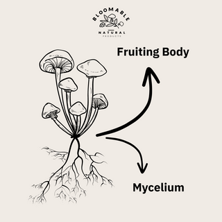 Mycelium vs Fruiting Body Mushroom